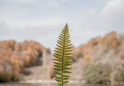 leaf